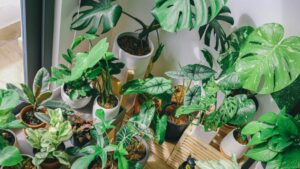 Chambre décorée avec des plantes vertes pour une ambiance apaisante