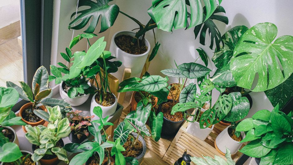 Quelles plantes pour la chambre : 7 idées apaisantes et faciles